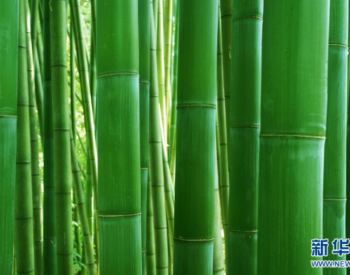 以“竹”代钢 助力减碳固碳