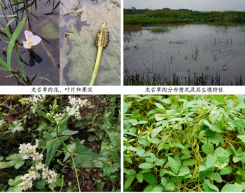 安徽省生态环境监测中心首次组织开展生态质量<em>湿地</em>样地生物多样性监测