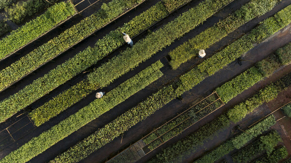 Workers in the seedling nursery for replanting native plants belo<i></i>nging to the area around Anglo American’s Minas-Rio iron ore mine in Brazil (Source: Anglo American)
