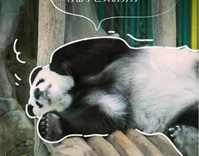 在这里，熊猫宝宝city得很～