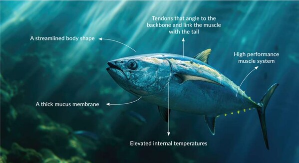 立邦船舶涂料研发团队从海洋生物中汲取灵感[5]