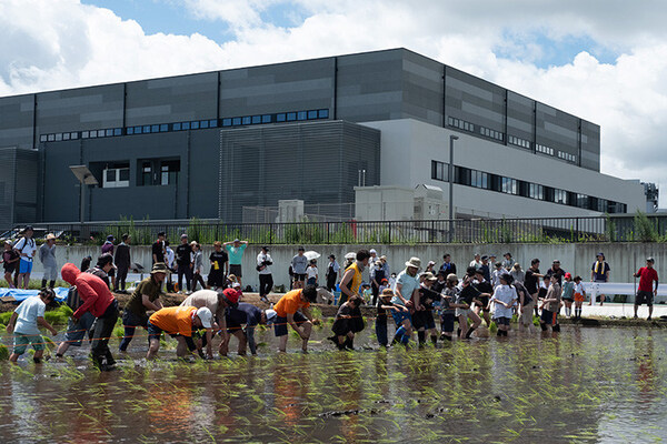 富士胶片集团的员工在日本熊本县菊阳町的地下水灌溉田种植水稻