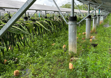 廣東粵電<em>新能源</em>開發公司通過“光伏+訂單農業”模式，助力綠色可持續發展！
