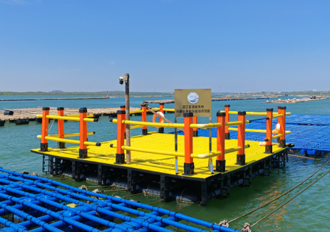 广东省能源集团有限公司湛江区域“风渔融合”项目迎来首批高品质生蚝丰收