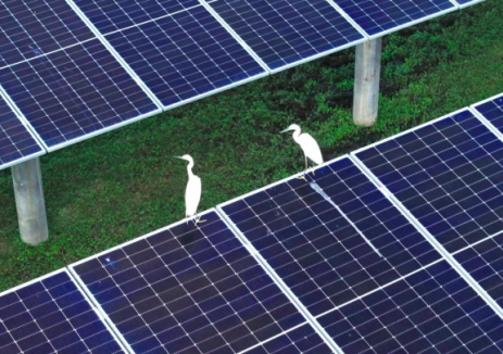 三度攜手！中廣核再為消博會(huì)提供100%<em>綠色電力</em>