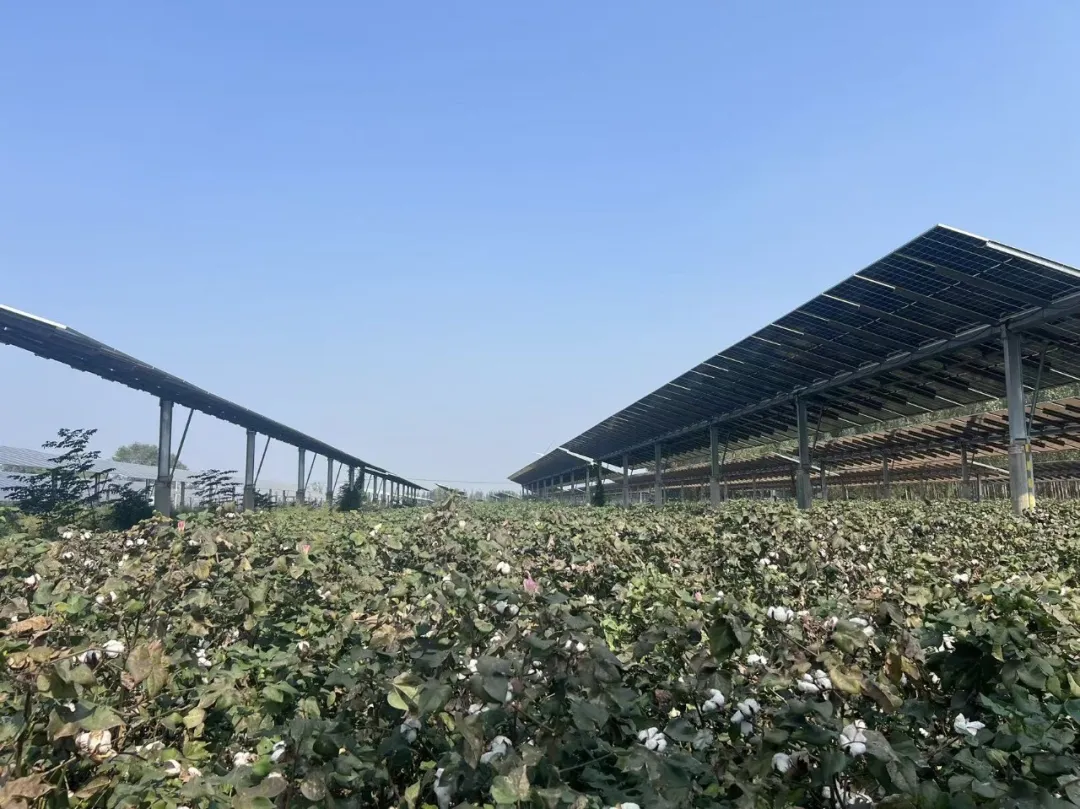 板上追光发电 板下棉浪万顷！农光互补解锁棉花种植新范式