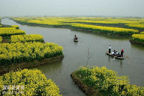 中国育出高<em>含油</em>量油菜新品 强化总产世界第一地位