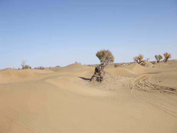 <em>撒哈拉</em>沙漠或将迎来可再生能源计划新机遇