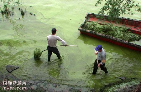 太湖<em>蓝藻</em>可变害为宝 被转化成燃料油